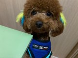 TOY POODLE SAFKAN KORE ERKEK OĞLUMA EŞ ARIYORUZ 