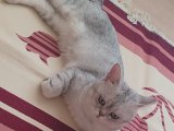 OĞLUMA BRITISH SHORTHAIR CİNSİ DİŞİ KEDİ ARIYORUZ