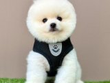 Sevimli Pomeranian Boo Yavrularımız