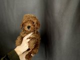 Toy Poodle Yavrular