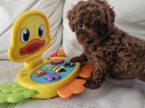 KORE TOY POODLE YAVRULAR