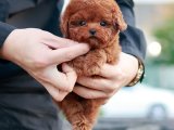 TOY POODLE YAVRULARIM