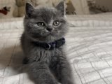 Safkan British Shorthair Yavrular