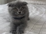 Safkan Scottish Fold Yavrular