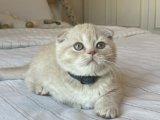 A Kalite Scottish Fold Yavrular