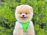 Safkan Pomeranian Boo Bebekler