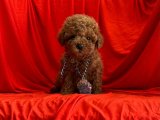 Safkan Toy Poodle Bebekler