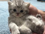 4 adet İran-British Shorthair yavrulara sahibiz