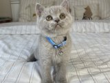 British Shorthair Gri ve Lilac Yavrular