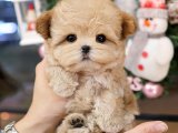 TOY POODLE YAVRULARIM KOREAN