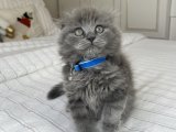 İnsan Delisi Scottish Fold Yavrularımız